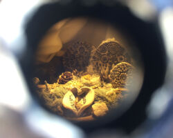 Internal diorama by Baily Hosier.