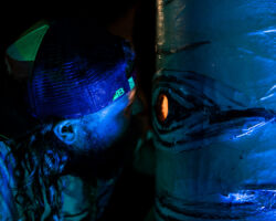 What do the trees see?